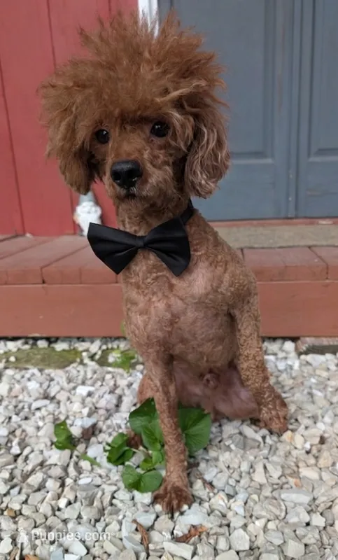 Winston  – Poodle - Miniature  puppy for sale in Meta, MO
