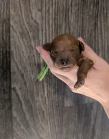 Rex 🦖, a male Poodle - Miniature  for sale in Meta, MO – 9 of 10