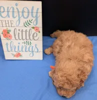 Bamm Bamm 🧡, a male Poodle - Toy  for sale in Meta, MO – 8 of 10