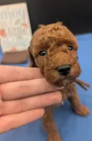 All Spice 🤎, a male Poodle - Toy  for sale in Meta, MO – 2 of 10