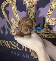 Blueberry 🫐, a male Poodle - Toy  for sale in Meta, MO – 4 of 10