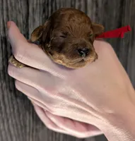 Autumn ♥️, a female Poodle - Toy  for sale in Meta, MO – 5 of 10