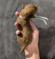 Betty 🩵, a female Poodle - Toy  for sale in Meta, MO – 3 of 10