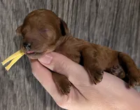 Jessie 💛, a female Poodle - Miniature  for sale in Meta, MO – 9 of 10