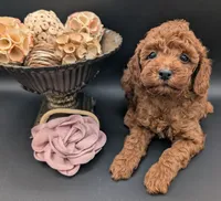 Bo Peep 🩷, a female Poodle - Miniature  for sale in Meta, MO – 2 of 10