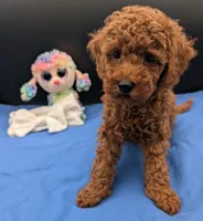 Cal 🤍, a male Poodle - Miniature  for sale in Meta, MO – 4 of 10