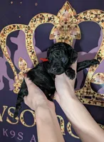 Simba ❤️, a male Poodle - Miniature  for sale in Meta, MO – 3 of 10