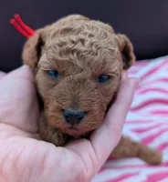 Velma ♥️, a female Poodle - Toy  for sale in Meta, MO – Photo 5 of 10