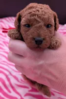 Velma ♥️, a female Poodle - Toy  for sale in Meta, MO – Photo 3 of 10