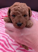 Velma ♥️, a female Poodle - Toy  for sale in Meta, MO – Photo 7 of 10