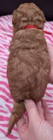 Velma ♥️, a female Poodle - Toy  for sale in Meta, MO – Photo 10 of 10