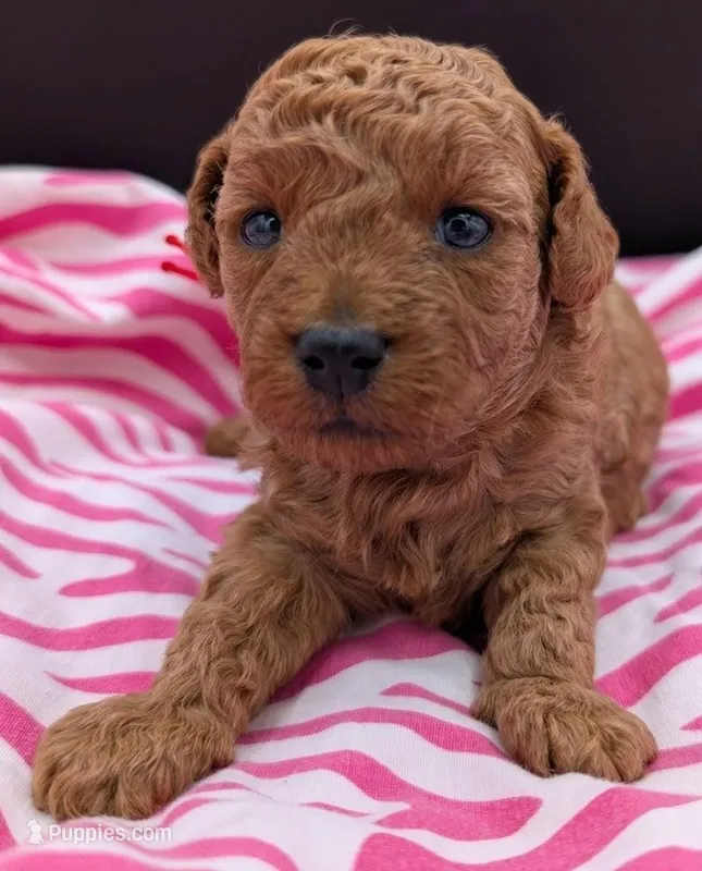 Velma ♥️ – Poodle - Toy  puppy for sale in Meta, MO