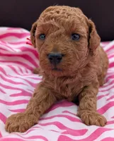 Velma ♥️, a female Poodle - Toy  for sale in Meta, MO – Photo 1 of 10