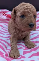 Velma ♥️, a female Poodle - Toy  for sale in Meta, MO – Photo 2 of 10