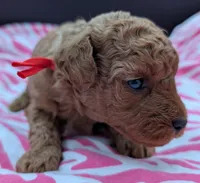Velma ♥️, a female Poodle - Toy  for sale in Meta, MO – Photo 8 of 10
