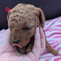 Velma ♥️, a female Poodle - Toy  for sale in Meta, MO – Photo 9 of 10