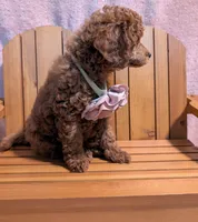 Bo Peep 🩷, a female Poodle - Miniature  for sale in Meta, MO – 6 of 10