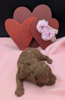 Sophia 🩷, a female Poodle - Miniature  for sale in Meta, MO – 10 of 10