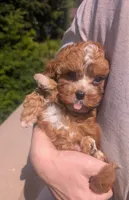Jaxin 🩵, a male Cavapoo for sale in Meta, MO – 6 of 10