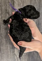 Sarabi 💜, a female Poodle - Miniature  for sale in Meta, MO – 2 of 10