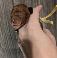 Banana 🍌, a male Poodle - Toy  for sale in Meta, MO – 9 of 10