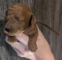 Chestnut 🌰, a male Poodle - Toy  for sale in Meta, MO – 10 of 10
