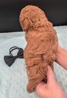 Snoopy 🖤, a male Poodle - Miniature  for sale in Meta, MO – 7 of 10