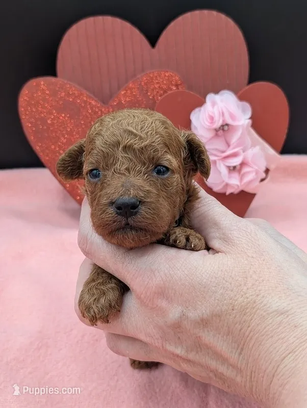 Sophia 🩷 – Poodle - Miniature  puppy for sale in Meta, MO