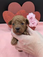 Sophia 🩷, a female Poodle - Miniature  for sale in Meta, MO – 1 of 10