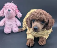 Jessie 💛, a female Poodle - Miniature  for sale in Meta, MO – 5 of 10