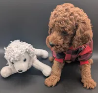 Woody 🤎, a male Poodle - Miniature  for sale in Meta, MO – 8 of 10