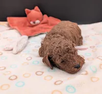 Bo Peep 🩷, a female Poodle - Miniature  for sale in Meta, MO – 2 of 10