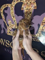 Mohawk 🩶, a male Poodle - Miniature  for sale in Meta, MO – 4 of 10