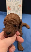 Woody 🤎, a male Poodle - Miniature  for sale in Meta, MO – 2 of 10
