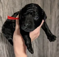 Simba ❤️, a male Poodle - Miniature  for sale in Meta, MO – 9 of 10