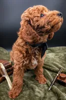 Abel 🤎, a male Poodle - Miniature  for sale in Meta, MO – 8 of 10