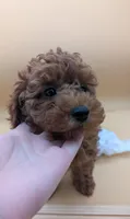 Olivia 🤍, a female Poodle - Toy  for sale in Meta, MO – Photo 10 of 10