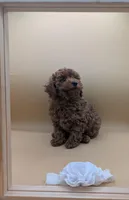 Olivia 🤍, a female Poodle - Toy  for sale in Meta, MO – Photo 5 of 10