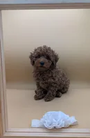 Olivia 🤍, a female Poodle - Toy  for sale in Meta, MO – Photo 7 of 10