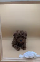 Olivia 🤍, a female Poodle - Toy  for sale in Meta, MO – Photo 3 of 10