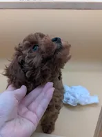 Olivia 🤍, a female Poodle - Toy  for sale in Meta, MO – Photo 1 of 10