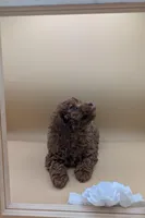 Olivia 🤍, a female Poodle - Toy  for sale in Meta, MO – Photo 4 of 10