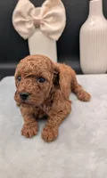 Sophia 🩷, a female Poodle - Miniature  for sale in Meta, MO – 3 of 10