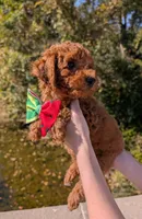 Watermelon 🍉, a female Poodle - Toy  for sale in Meta, MO – 9 of 10