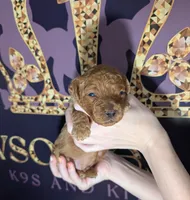 Pompadour 🖤, a male Poodle - Miniature  for sale in Meta, MO – 6 of 10