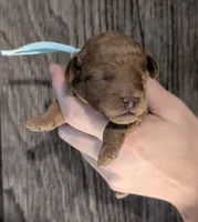 Betty 🩵, a female Poodle - Toy  for sale in Meta, MO – 2 of 10
