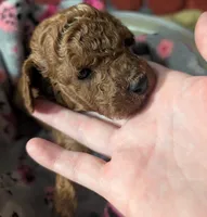 Buzz 🤍, a male Poodle - Miniature  for sale in Meta, MO – 4 of 10