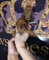 Spike 🤍, a male Poodle - Miniature  for sale in Meta, MO – 3 of 10