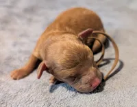 All Spice 🤎, a male Poodle - Toy  for sale in Meta, MO – 4 of 9