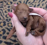 Sophia 🩷, a female Poodle - Miniature  for sale in Meta, MO – 3 of 10